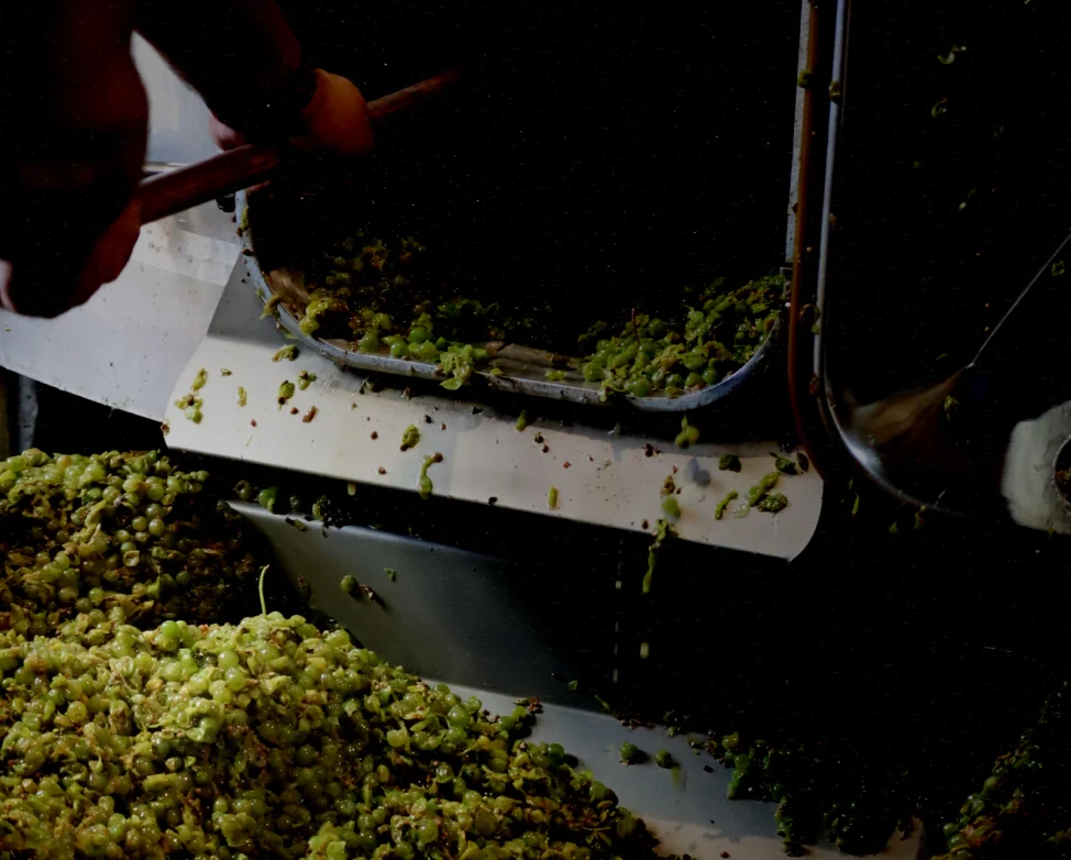 Antes de ser cava — Viñedo