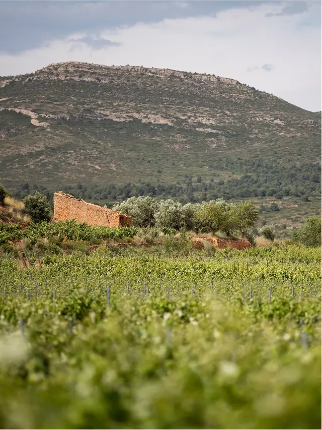 La bodega como memoria — Imagen