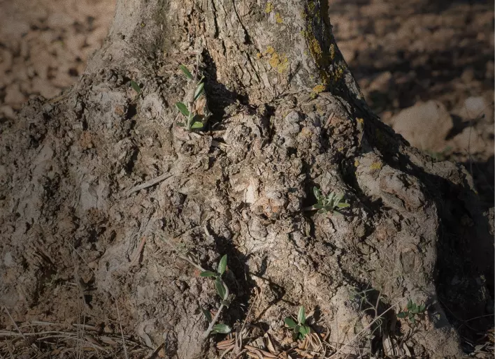 El olivar — Imagen finca